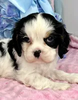 AKC Snowy, a female Cavalier King Charles Spaniel for sale in Toney, AL – Photo 7 of 9