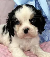 AKC Snowy, a female Cavalier King Charles Spaniel for sale in Toney, AL – Photo 5 of 9