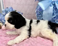 AKC Snowy, a female Cavalier King Charles Spaniel for sale in Toney, AL – Photo 9 of 9