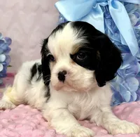 AKC Snowy, a female Cavalier King Charles Spaniel for sale in Toney, AL – Photo 4 of 9