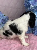 AKC Snowy, a female Cavalier King Charles Spaniel for sale in Toney, AL – Photo 2 of 9