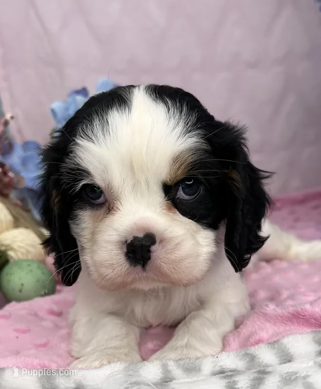 AKC Snowy – Cavalier King Charles Spaniel puppy for sale in Toney, AL