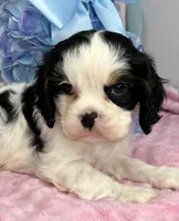 AKC Snowy, a female Cavalier King Charles Spaniel for sale in Toney, AL – Photo 8 of 9