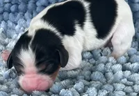 AKC Charles, a male Cavalier King Charles Spaniel for sale in Toney, AL – 3 of 9