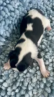 AKC Harry, a male Cavalier King Charles Spaniel for sale in Toney, AL – 7 of 7