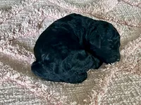 AKC HarLee Queen, a female Poodle - Standard  for sale in Toney, AL – 4 of 7