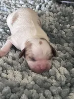 AKC Fonzi, a male Cavalier King Charles Spaniel for sale in Toney, AL – 3 of 6