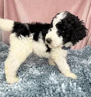 AKC Dior 2, a male Poodle - Standard  for sale in Toney, AL – 3 of 5