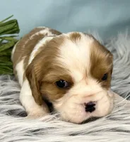 AKC Beau, a male Cavalier King Charles Spaniel for sale in Toney, AL – Photo 4 of 6