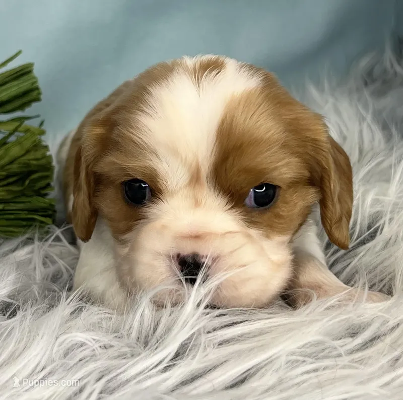 AKC Beau – Cavalier King Charles Spaniel puppy for sale in Toney, AL