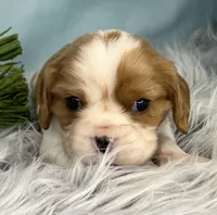 AKC Beau, a male Cavalier King Charles Spaniel for sale in Toney, AL – Photo 1 of 6