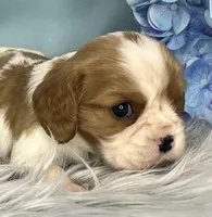 AKC Beau, a male Cavalier King Charles Spaniel for sale in Toney, AL – Photo 5 of 6