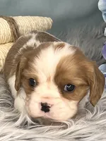 AKC Beau, a male Cavalier King Charles Spaniel for sale in Toney, AL – Photo 2 of 6