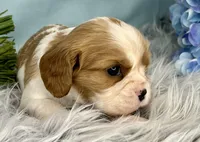 AKC Beau, a male Cavalier King Charles Spaniel for sale in Toney, AL – Photo 3 of 6