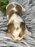 AKC Beau, a male Cavalier King Charles Spaniel for sale in Toney, AL – Photo 6 of 6