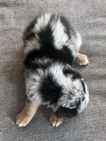 AKC Tug, a male Australian Shepherd for sale in Toney, AL – 2 of 7