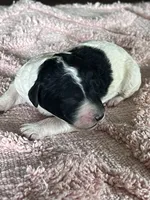 AKC HarLee D, a female Poodle - Standard  for sale in Toney, AL – 5 of 6
