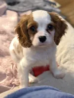 AKC Fonzi, a male Cavalier King Charles Spaniel for sale in Toney, AL – 2 of 7