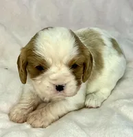 AKC Fancy Rae, a female Cavalier King Charles Spaniel for sale in Toney, AL – Photo 2 of 9