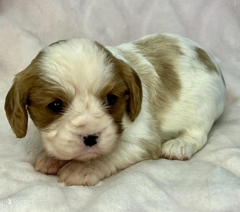AKC Fancy Rae – Cavalier King Charles Spaniel puppy for sale in Toney, AL