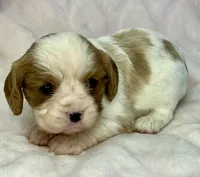 AKC Fancy Rae, a female Cavalier King Charles Spaniel for sale in Toney, AL – Photo 1 of 9