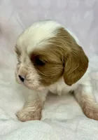 AKC Fancy Rae, a female Cavalier King Charles Spaniel for sale in Toney, AL – Photo 4 of 9