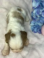 AKC Fancy Rae, a female Cavalier King Charles Spaniel for sale in Toney, AL – Photo 8 of 9