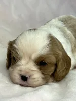 AKC Fancy Rae, a female Cavalier King Charles Spaniel for sale in Toney, AL – Photo 3 of 9