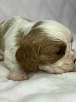 AKC Fancy Rae, a female Cavalier King Charles Spaniel for sale in Toney, AL – Photo 5 of 9