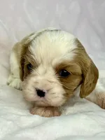 AKC Fancy Rae, a female Cavalier King Charles Spaniel for sale in Toney, AL – Photo 6 of 9