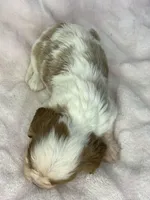 AKC Fancy Rae, a female Cavalier King Charles Spaniel for sale in Toney, AL – Photo 9 of 9