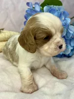 AKC Fancy Rae, a female Cavalier King Charles Spaniel for sale in Toney, AL – Photo 7 of 9