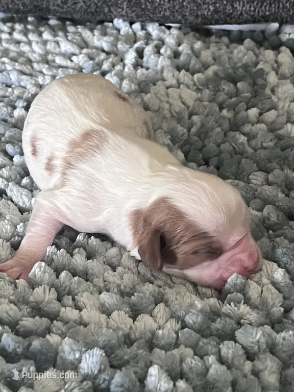 AKC Bo – Cavalier King Charles Spaniel puppy for sale in Toney, AL