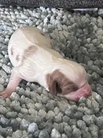 AKC Bo, a male Cavalier King Charles Spaniel for sale in Toney, AL – 1 of 3