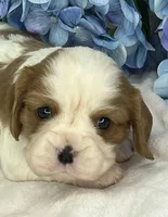AKC Fancy Lae, a female Cavalier King Charles Spaniel for sale in Toney, AL – Photo 3 of 9