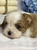 AKC Fancy Lae, a female Cavalier King Charles Spaniel for sale in Toney, AL – Photo 7 of 9