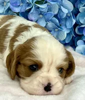 AKC Fancy Lae, a female Cavalier King Charles Spaniel for sale in Toney, AL – Photo 4 of 9