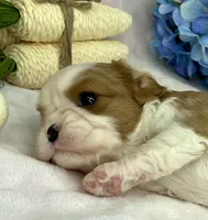 AKC Fancy Lae, a female Cavalier King Charles Spaniel for sale in Toney, AL – Photo 5 of 9