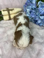 AKC Fancy Lae, a female Cavalier King Charles Spaniel for sale in Toney, AL – Photo 9 of 9