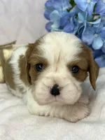 AKC Fancy Lae, a female Cavalier King Charles Spaniel for sale in Toney, AL – Photo 1 of 9