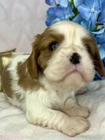AKC Fancy Lae, a female Cavalier King Charles Spaniel for sale in Toney, AL – Photo 2 of 9
