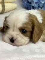 AKC Fancy Lae, a female Cavalier King Charles Spaniel for sale in Toney, AL – Photo 8 of 9