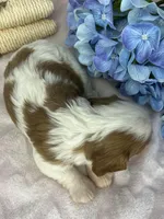 AKC Fancy Lae, a female Cavalier King Charles Spaniel for sale in Toney, AL – Photo 6 of 9