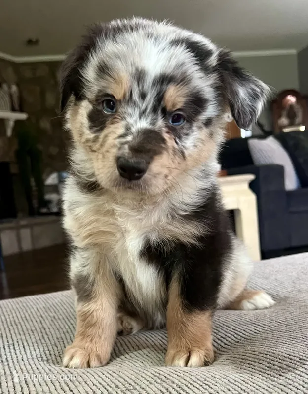 AKC Tug – Australian Shepherd puppy for sale in Toney, AL