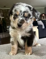 AKC Tug, a male Australian Shepherd for sale in Toney, AL – 1 of 7