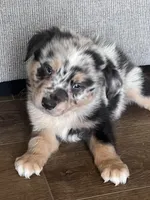 AKC Tug, a male Australian Shepherd for sale in Toney, AL – 3 of 7