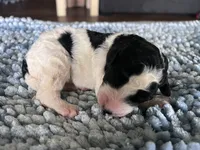 AKC Dior, a male Poodle - Standard  for sale in Toney, AL – 6 of 6