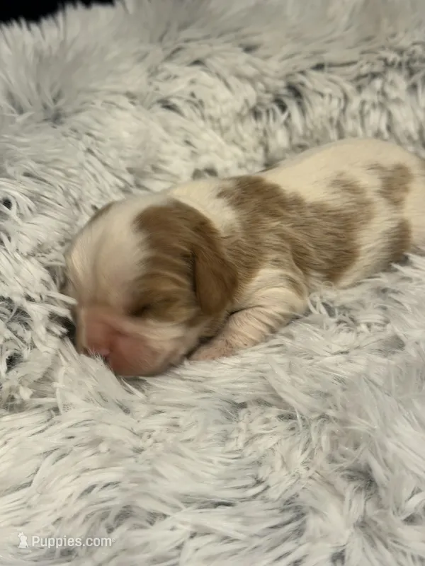 AKC Princess Fancy – Cavalier King Charles Spaniel puppy for sale in Toney, AL