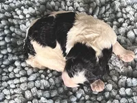 AKC Dior 2, a male Poodle - Standard  for sale in Toney, AL – 4 of 7