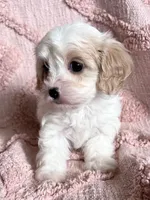 AKC Tinker Bell, a female Cavapoo for sale in Toney, AL – 4 of 6